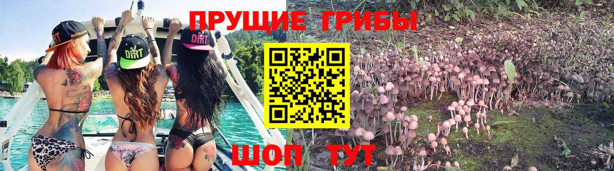 где купить   Вход с VPN  Евпатория  Галлюциногенные грибы Magic Shrooms 